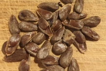 Noni-fruit-seeds
