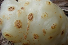 Noni-fruit-skin