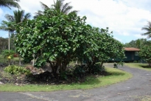 Noni-fruit-tree