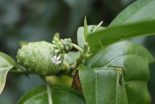 Noni-fruit-unripened