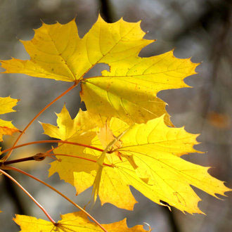 Autumn-leaf-color-of-Norway-maple