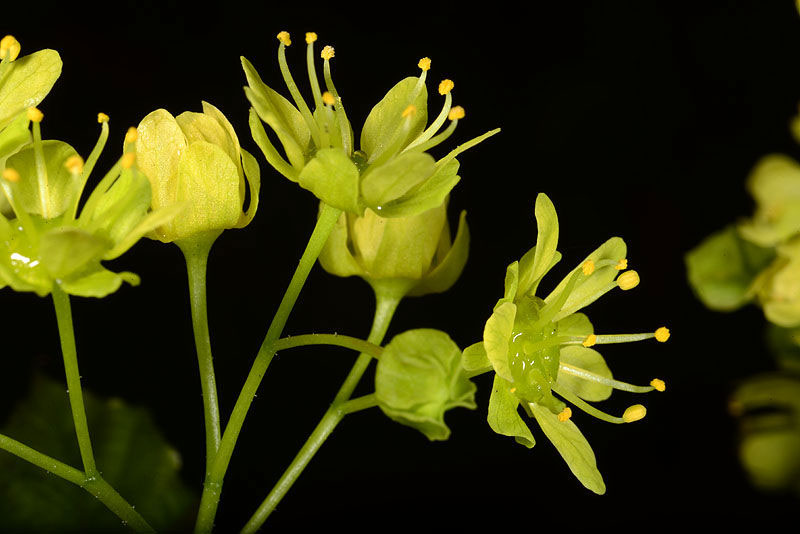 Closer-view-of-flowers-of-Norway-maple