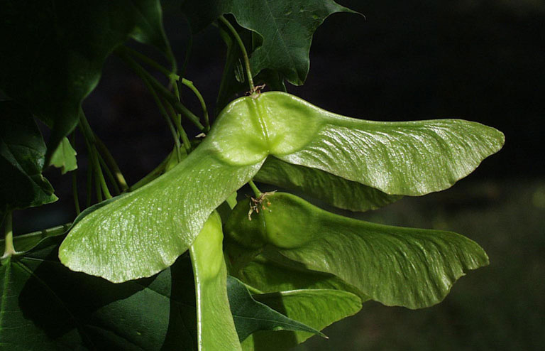 Immature-fruits-of-Norway-maple
