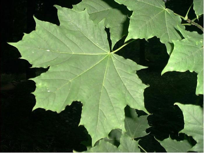 Leaves-of-Norway-maple