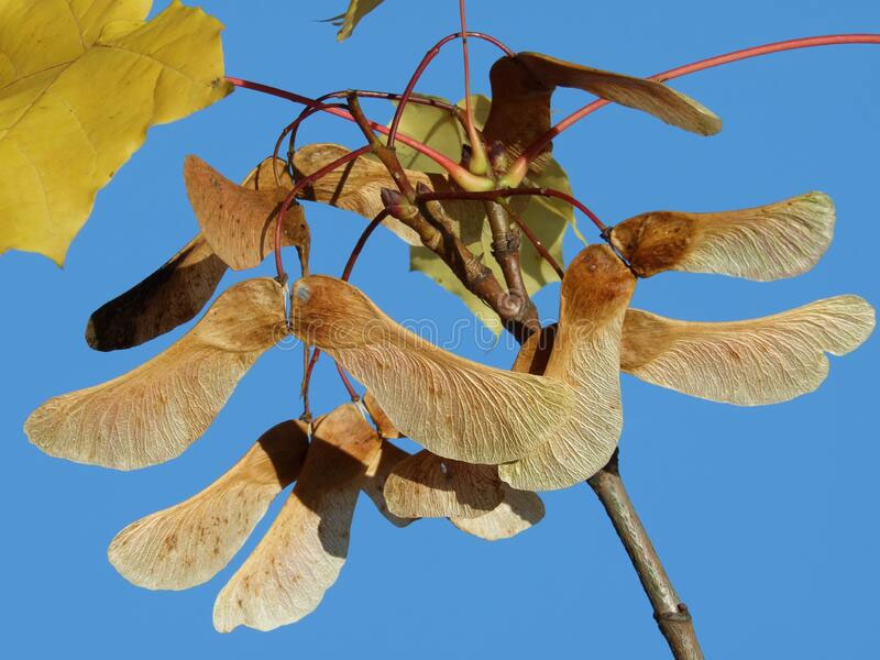 Mature-fruits-of-Norway-maple