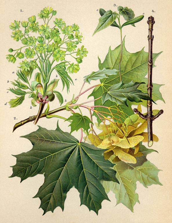 Plant-illustration-of-Norway-maple