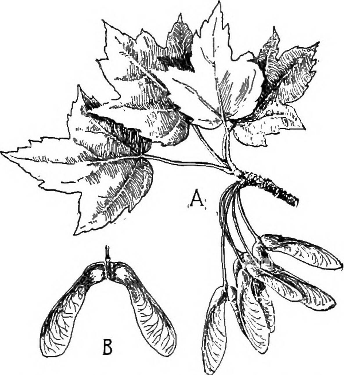 Sketch-of-Norway-maple