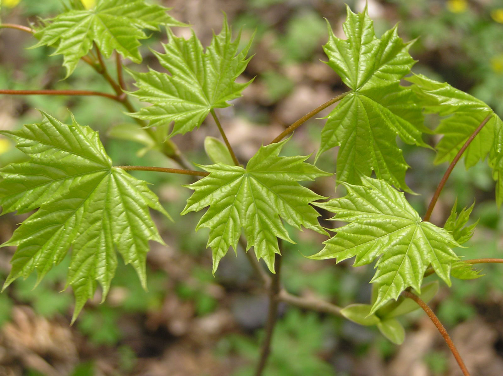 Young-leaves-of-Norway-maple