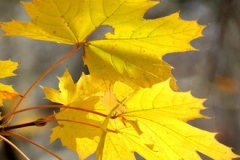 Autumn-leaf-color-of-Norway-maple