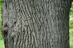 Bark-of-Norway-maple
