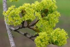 Flowers-of-Norway-maple