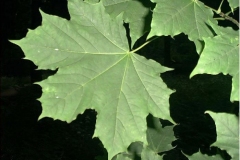 Leaves-of-Norway-maple