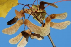 Mature-fruits-of-Norway-maple