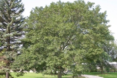 Norway-maple-Tree