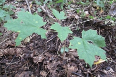 Norway-maple-sapling