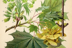 Plant-illustration-of-Norway-maple