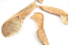 Seeds-of-Norway-maple