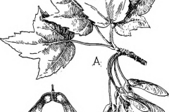 Sketch-of-Norway-maple
