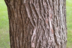 Trunk-of-Norway-maple