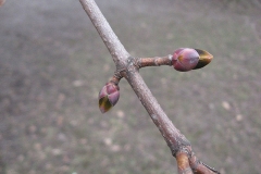 Twig_and_buds-of-Norway-maple