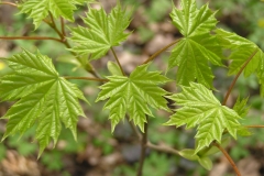 Young-leaves-of-Norway-maple