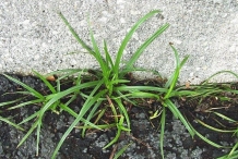 Nut-Grass--Coco-grass