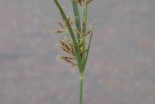 Nut-Grass--Galingale