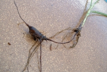 Nut-Grass--Motha