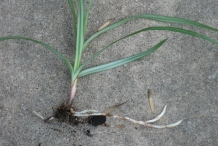 Nut-Grass--Somad-Koophee