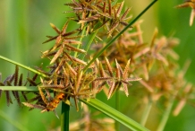 Nut-Grass--Java-grass