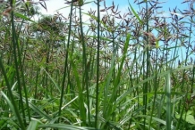 Nut-Grass--Red-nut-sedge