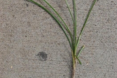 Nut-Grass--Brown-nut-sedge