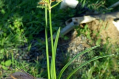 Nut-Grass--Chaguan-humatag