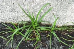 Nut-Grass--Coco-grass