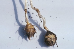 Nut-Grass--Cortadera