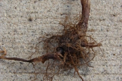 Nut-Grass--Ground--almond