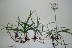 Nut-Grass--Ruskosädekaisla
