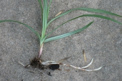 Nut-Grass--Somad-Koophee