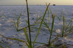 Nut-Grass--Purple-nut-sedge