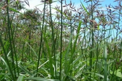 Nut-Grass--Red-nut-sedge