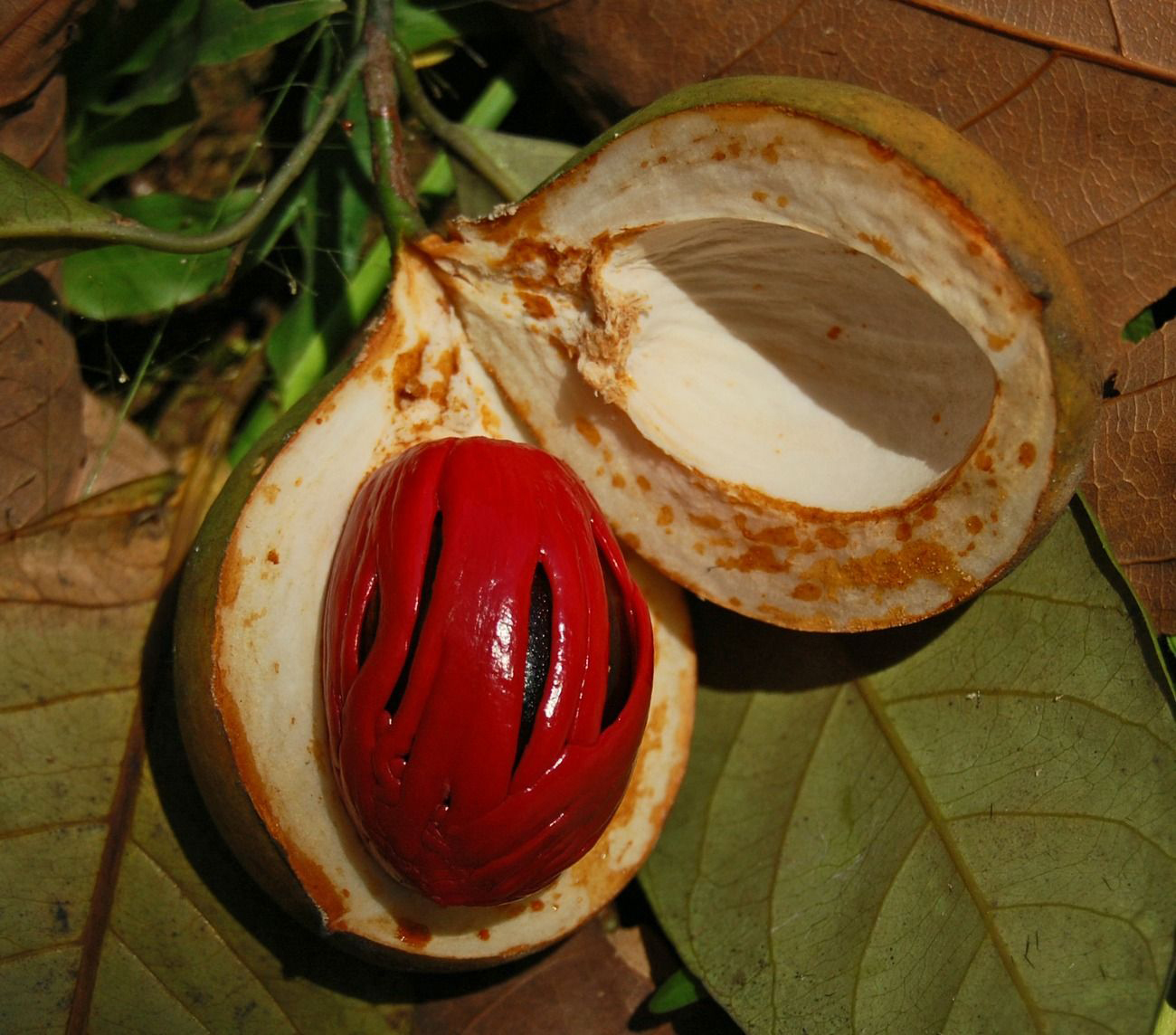 Half-cut-Nutmeg-fruit