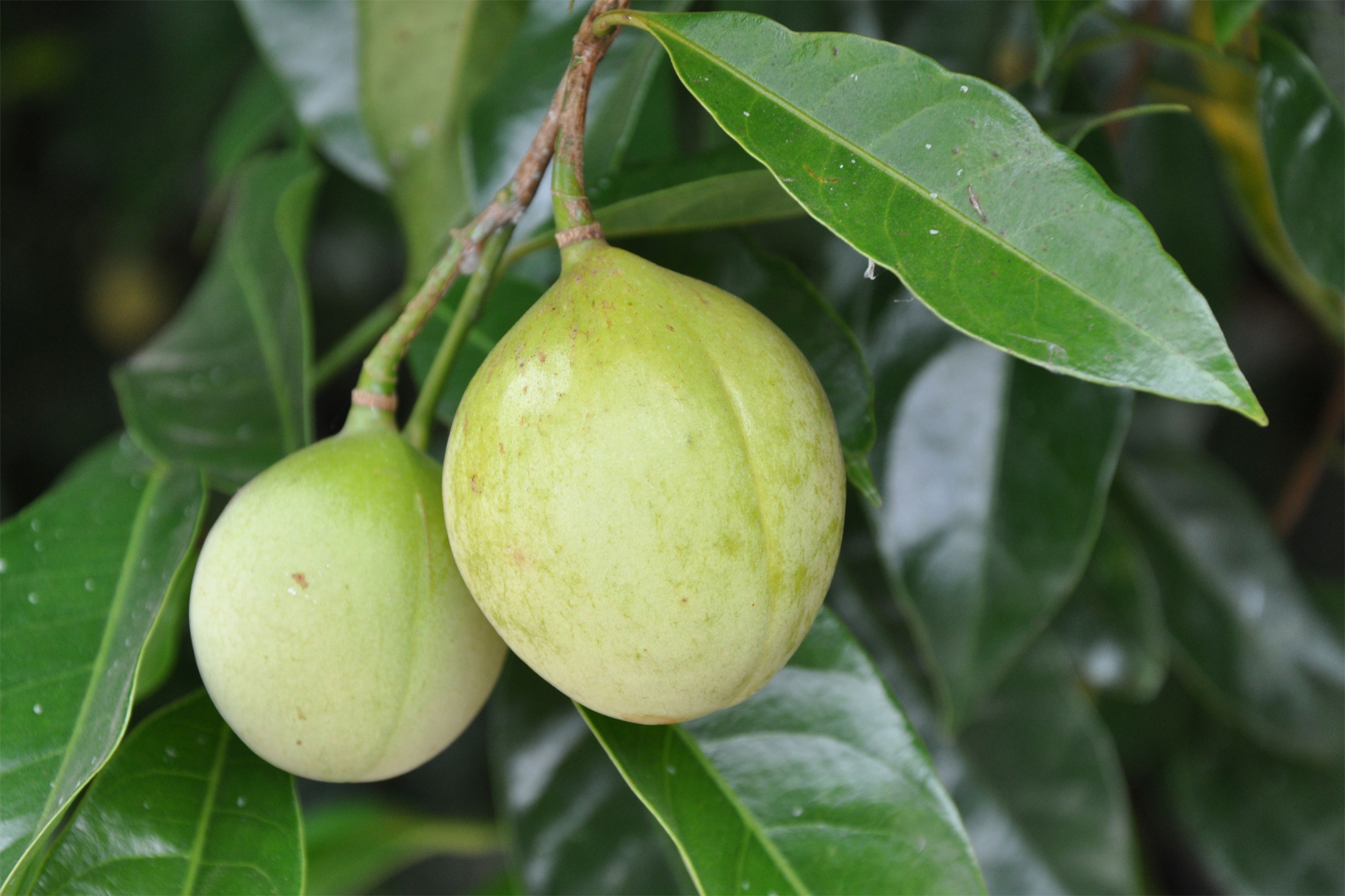 Nutmeg-fruit