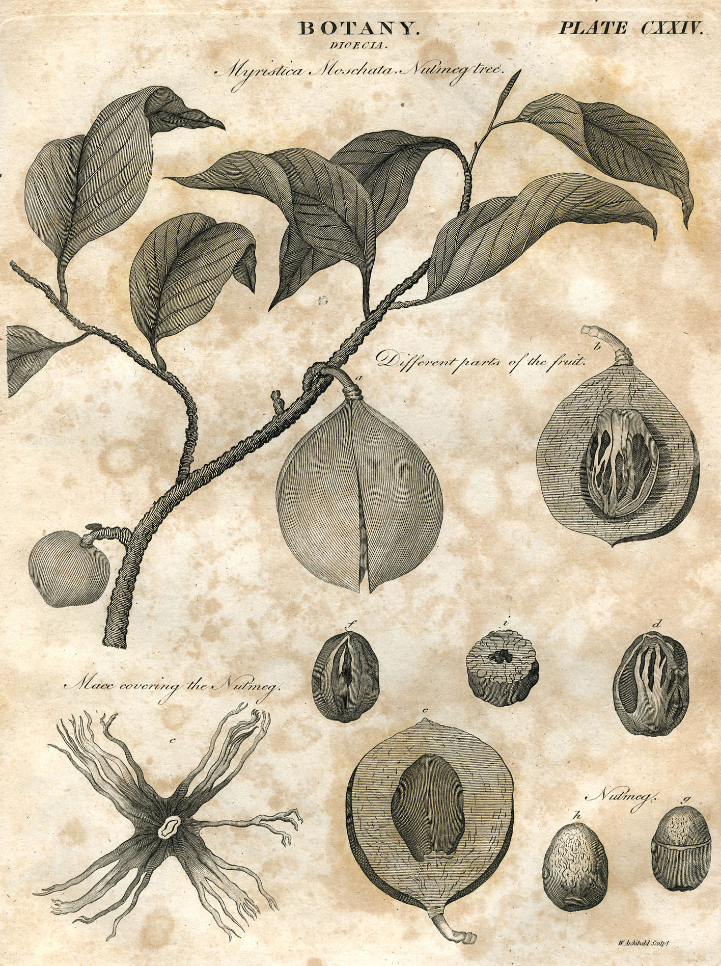 Plant-illustration-of-Nutmeg