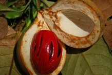 Half-cut-Nutmeg-fruit