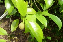 Leaves-of-Nutmeg