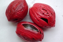 Mace-of-Nutmeg