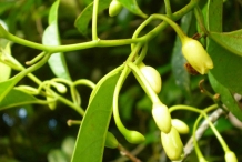 Nutmeg-flower