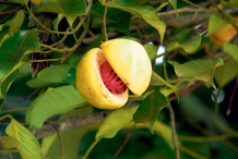 Nutmeg-fruit-cracked