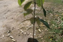 Nutmeg-seedling