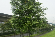 Nutmeg-tree